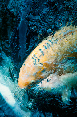 melhattie:  Koi fish surfacing with bubbles.