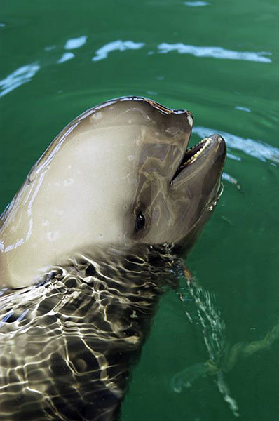 A finless porpoise – known as the ‘river pig’ by locals – in captivity at the Research Centre for Aquatic Biodiversity and Resource Conservation of the Chinese Academy of Sciences in Wuhan, central China’s Hubei province.