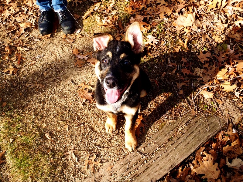 handsomedogs:  this is Charlie, my 3 month old puppy! he is &frac34; German Shepherd