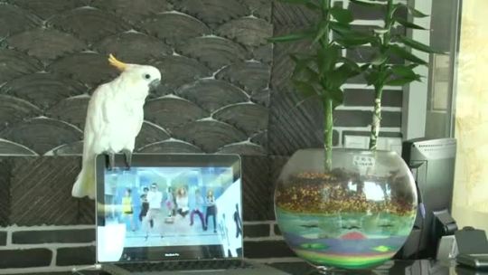 blizooka:  videohall:  Parrot sings Gangnam Style  > The way he bobs his head to the music is so cute!    I AM GOING TO DIE 