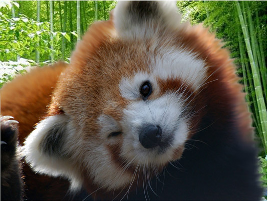 ascensionawareness:  powertothepandas:  Cheeky. Adorable.  OMFG! 