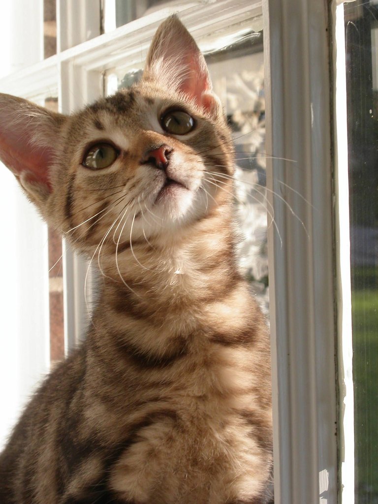 Cute Overload