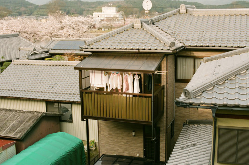 novemberschopin:hanami sunday6-home (by yuickr)