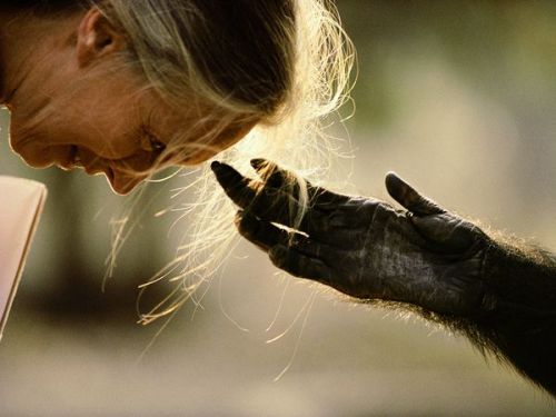 Jane Goodall With Chimp Photograph by Michael Nichols Primatologist Jane Goodall bends forward as Jo