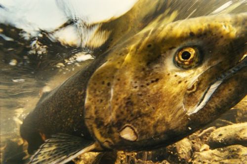 Chinook Salmon, Oregon Photograph by Jim Richardson, National Geographic A chinook salmon digs its n