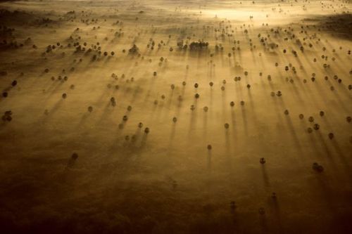 Palm Trees, Brazil Photograph by Bobby Haas, National Geographic Palm trees peek out of an early mor