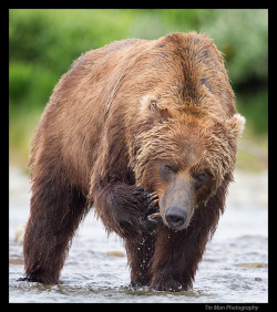 magicalnaturetour:  “Brown Bear Scratching”