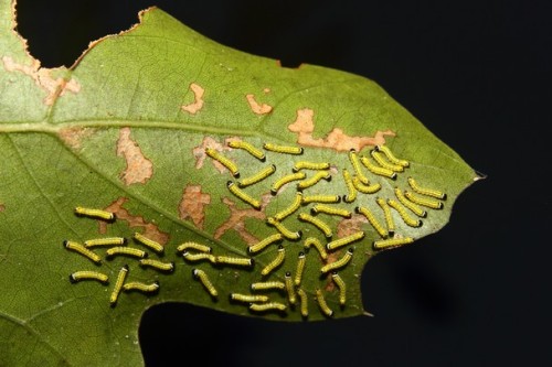 Photo and caption by Joe Quinn Tiny caterpillars consume a leaf. As they grow they slowly take on th