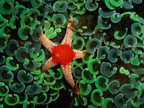 Necklace Sea Star Photograph by Wolcott Henry A necklace sea star nestles among the C-shaped emerald