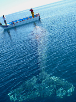 magicalnaturetour:  Grey Whale(by John Q2008) 