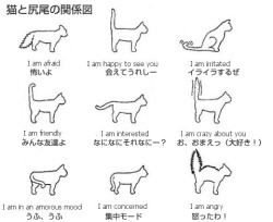 aiffe:A few more things about cat tail language!The “bottlebrush” poof tail will certainly show up with fear, shock, and sometimes aggression (and the rest of the cat may poof to some degree too, especially along the spine) but another less extreme