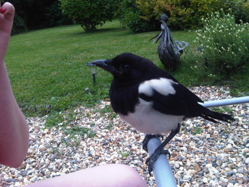 daisyrose:I really miss Rodney. LOOK AT THAT DANG-ASS MAGPIE