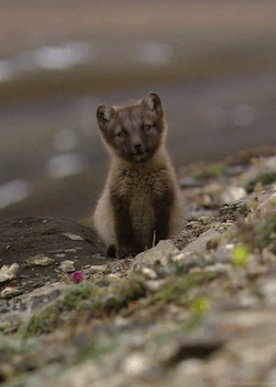 knusprig-titten-hitler:  Arctic Fox in wild