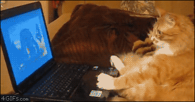 tumblr_mdql1v5psN1rexgvto1_400.gif