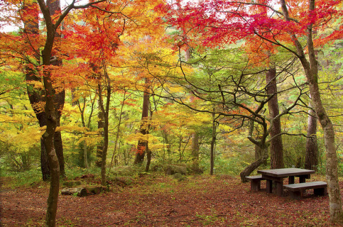 Autumn in Shōsenkyō Gorge, Yamanashi Prefecture Japan (by ajpscs).