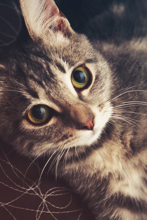 Everything CATS
