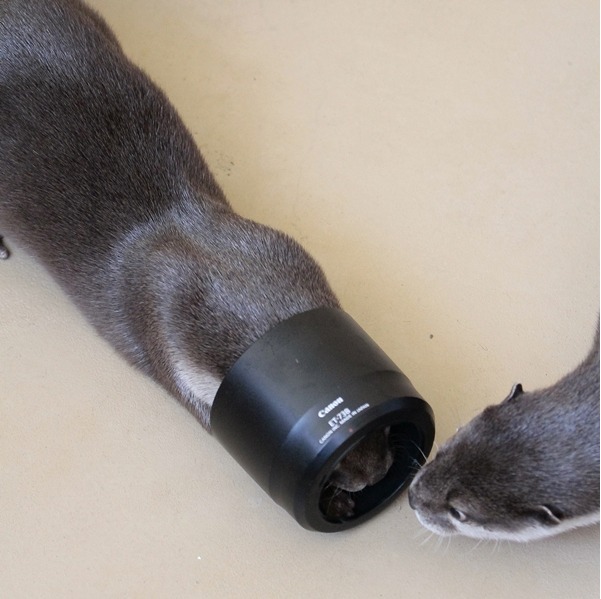 dailyotter:  Otter Tries to Figure Out Human’s Camera Equipment Via Beginners’