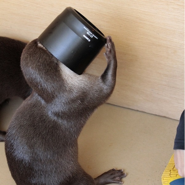 dailyotter:  Otter Tries to Figure Out Human’s Camera Equipment Via Beginners’