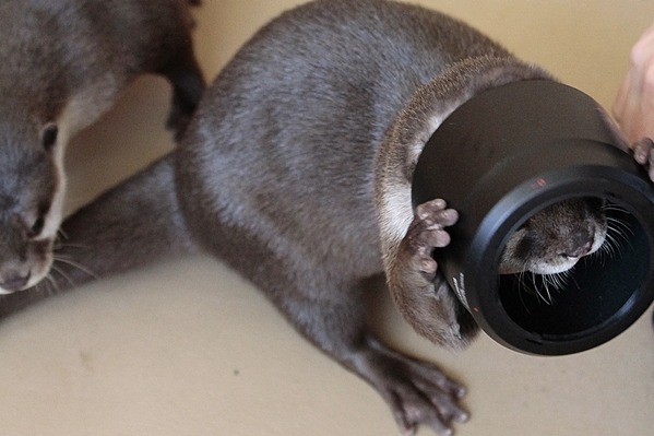 dailyotter:  Otter Tries to Figure Out Human’s Camera Equipment Via Beginners’