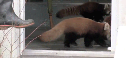 sterlingsea:  cute-useful-inspiring:  violence-of-action:  fruitsgarden:  that was the biggest fucking overreaction im laughing so hard  How do Red Pandas even survive in the wild?  Reblogging again because it’s just that awesome.  Me 
