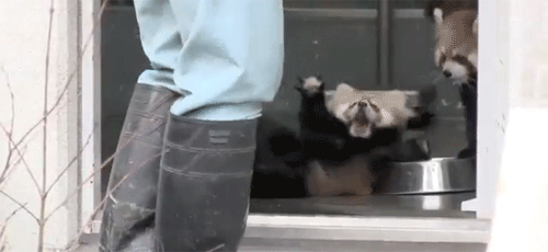 shaolinsuckerpunch:dissatisfactionchronic:violence-of-action:fruitsgarden:that was the biggest fucking overreaction im laughing so hardHow do Red Pandas even survive in the wild?  I’VE NEVER LAUGHED SO HARD IN MY LIFE.  Red Pandas must not respond well