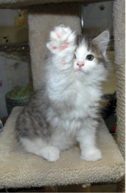 adriofthedead:  erikais:  Norwegian Forest Cats :3  fluffy blobs of sweetness 