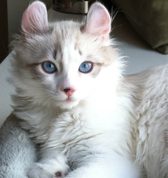 Fluffy white cat with blue eyes