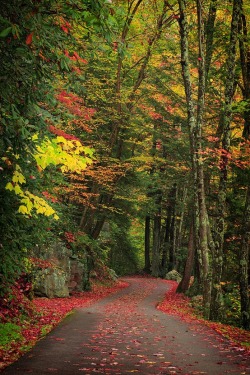 bluepueblo:  Forest Path, Smokey Mountains,