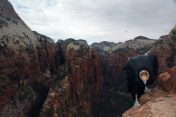 yellowtulipfinch:  Condor &amp; Zion National Park  Fuck this was one of the coolest things I&rsquo;ve ever done (in case you&rsquo;re wondering I was about 10 feet to the right of this photo). I need to get back into the desert.