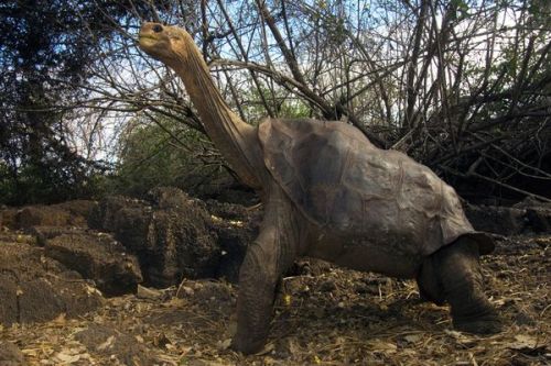 funkysafari: Lonesome George Not the Last of His Kind, After All? Photo- Pete Oxford The tide m