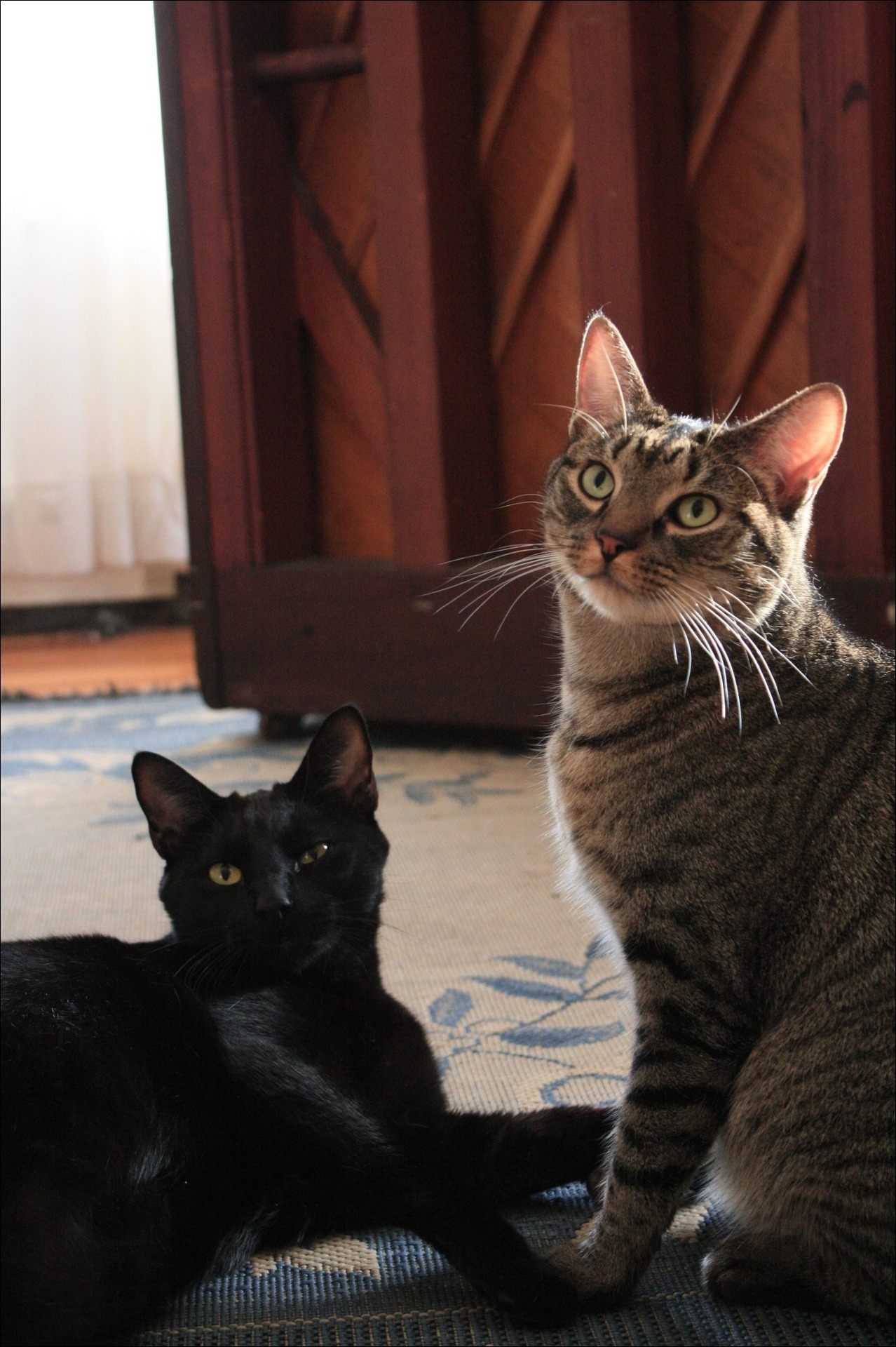 meow.