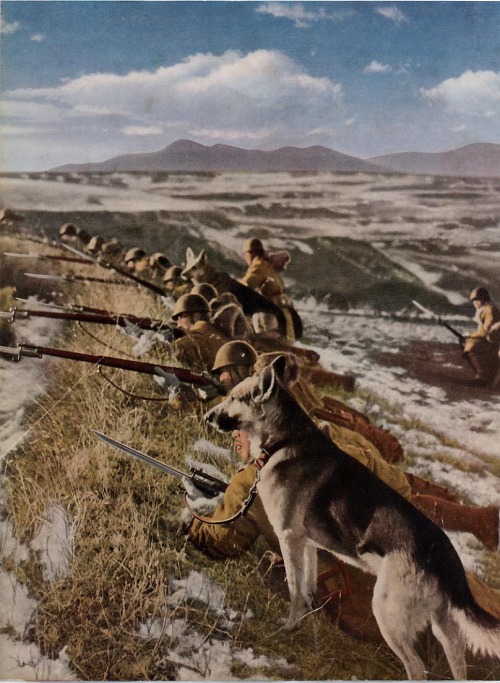 kokutai:Soldiers training with war dogs, Hokkaido, 1941