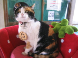 yayitsodd:  heyhocloudy:  smashalash:   JESUS FUCKING CHRIST WHY DID I NOT KNOW ABOUT THIS CAT BEFORE HER NAME IS TAMAAND SHE’S THE STATIONMASTER AT A TRAIN STATION IN JAPANSHE GREETS ALL THE PASSENGERSAND SHE HAS HER OWN OFFICEAND SHE’S PAID IN CAT