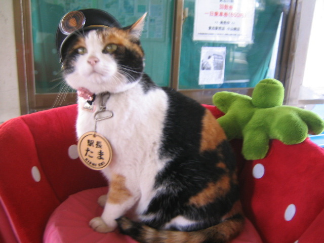 heyhocloudy:
“ smashalash:
“ “ JESUS FUCKING CHRIST WHY DID I NOT KNOW ABOUT THIS CAT BEFORE
HER NAME IS TAMA
AND SHE’S THE STATIONMASTER AT A TRAIN STATION IN JAPAN
SHE GREETS ALL THE PASSENGERS
AND SHE HAS HER OWN OFFICE
AND SHE’S PAID IN CAT...