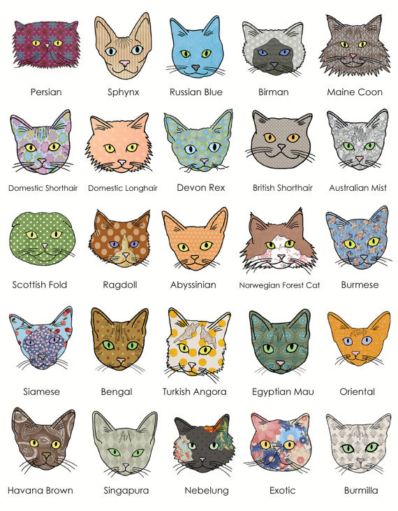 Kind of different types of cats