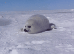 Somnum:  More Baby Harp Seals Original Video: Listen To Its Squeak! 