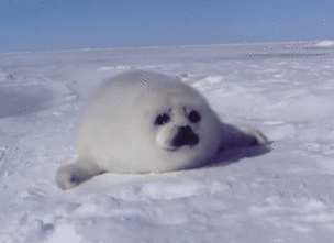 gwendolynstacy:  i don’t think it’s possible for baby harp seals to be more adorable if they tried:  just look at   their little bodies!  and noses!?!?!  and their big eyes!!!  and the way they slide all over   and thIS ONE???  IT’S SMILING