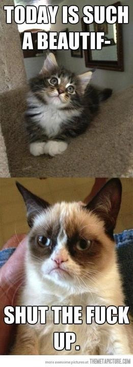 Kitties and Titties