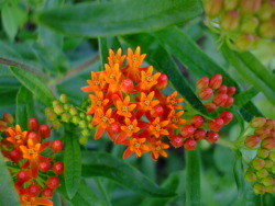 uswildflowers:  Asclepias tuberosa (Butterfly