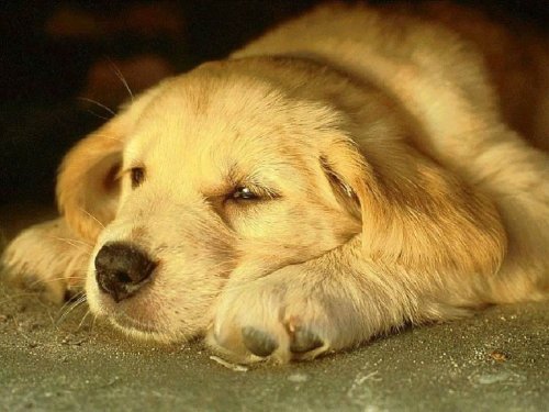 manzanascream:  Un perro no desea autos lujosos o casas grandes ; tampoco necesita ropa de diseñador, con tan solo una vara él se sentirá feliz.. A un perro no le importa si eres rico o pobre ;astuto o torpe ; listo o tonto.. solo dale tu corazón