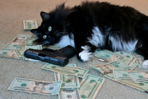 godtricksterloki:  Gangsta cat.  This cat adult photos