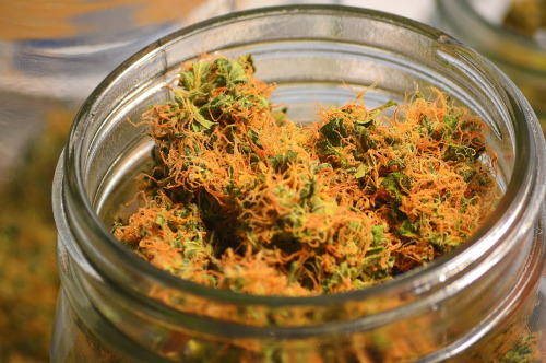 westcoaststoner420:  instabaked:  “diggin this bag of weed that’s covered in orange hair” - Nas  