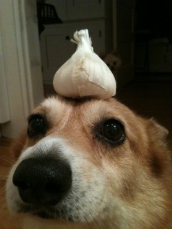 thingsonhazelshead:  Garlic (and another photobomb by Florie).