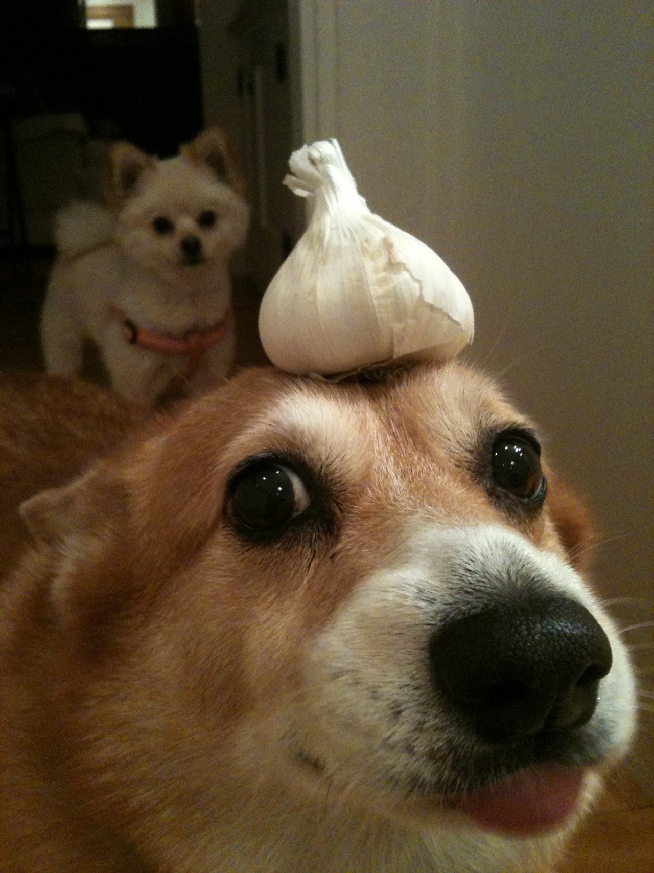 thingsonhazelshead:  Garlic (and another photobomb by Florie).