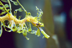 worldlyanimals:  Sea Dragon (nouQraz)