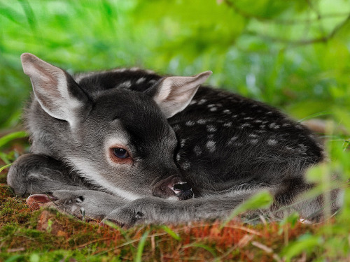 cryingalonewithfrankenstein: helenofdestroy: A very unusual genetic color variation in white-tailed 