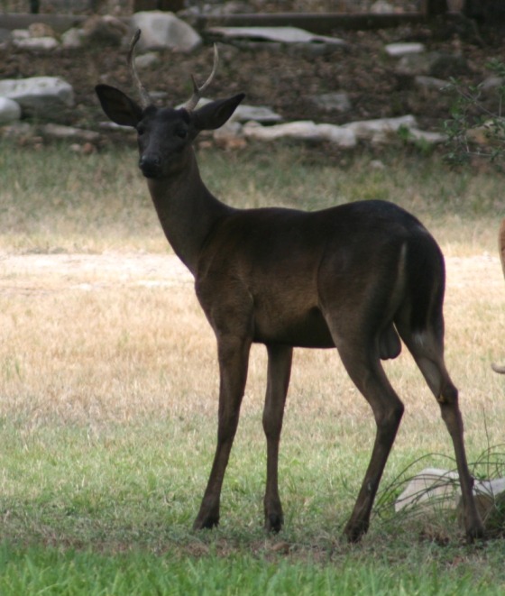 helenofdestroy:  A very unusual genetic color variation in white-tailed deer —