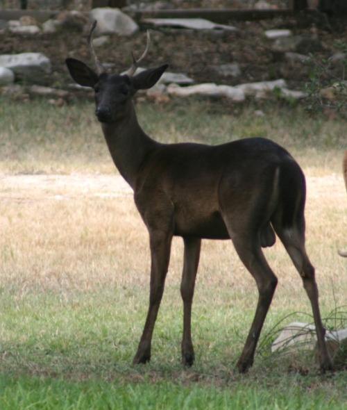 cryingalonewithfrankenstein: helenofdestroy: A very unusual genetic color variation in white-tailed 