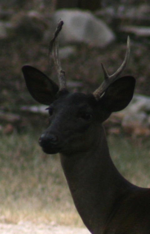 cryingalonewithfrankenstein: helenofdestroy: A very unusual genetic color variation in white-tailed 