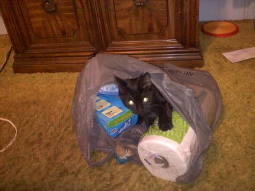 th3skinny:  jwtroemner:  archetypalboner:  unfollower:  PSA: If you’re thinking about adopting a cat this Christmas, a lot of shelters have “Black Friday” sales where it’s substantially cheaper to adopt black cats. Black cats in shelters have